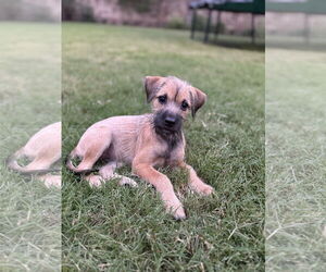 Mutt Dogs for adoption in The Woodlands, TX, USA