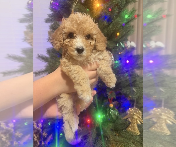 Medium Photo #1 Bichon Frise Puppy For Sale in VANCOUVER, WA, USA