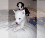 Small Photo #1 Siberian Husky Puppy For Sale in COVINGTON, GA, USA