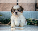 Small #2 Shih Tzu