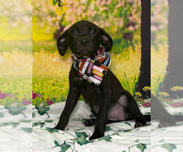 Medium Photo #2 American Pit Bull Terrier-Labrador Retriever Mix Puppy For Sale in Wetumpka, AL, USA