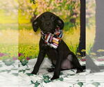 Small #1 American Pit Bull Terrier-Labrador Retriever Mix