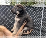 Small Photo #5 German Shepherd Dog Puppy For Sale in MIAMI BEACH, FL, USA