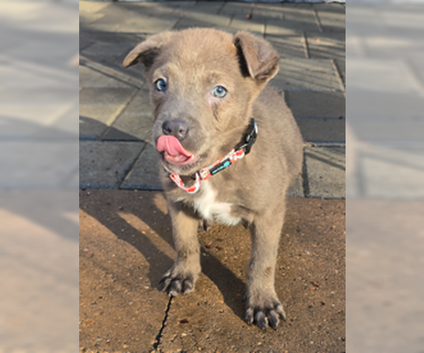 Medium Photo #3 Siberian Husky-Unknown Mix Puppy For Sale in Brooklyn Center, MN, USA