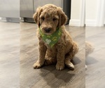 Small #17 Goldendoodle mix (+ Poodle Standard)