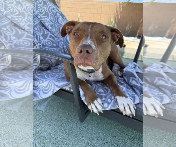 Medium Photo #2 Boxer-Staffordshire Bull Terrier Mix Puppy For Sale in Chandler, AZ, USA