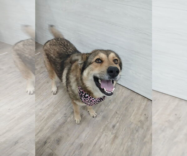 Medium Photo #6 German Shepherd Dog Puppy For Sale in Murfreesboro, NC, USA