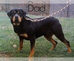 Small Photo #2 Rottweiler Puppy For Sale in FREDERICKSBG, OH, USA
