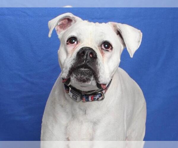 Medium Photo #3 Boxer Puppy For Sale in Burbank, CA, USA