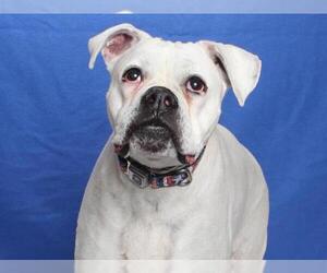 MISSISSIPPI - Female Boxer Dog for Adoption - Photo #3