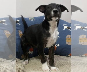 Frisbee ~ meet me! - Male Border Collie Dog for Adoption - Photo #3