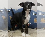 Small Photo #3 Border Collie Puppy For Sale in Southbury, CT, USA