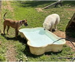 Small #3 Great Pyrenees