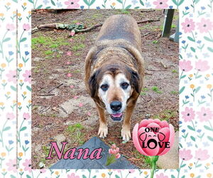 Mutt Dogs for adoption in Mount Laurel, NJ, USA
