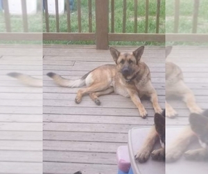 Father of the German Shepherd Dog puppies born on 04/29/2019