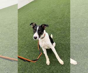 Scout - Male Border Collie Dog for Adoption - Photo #6