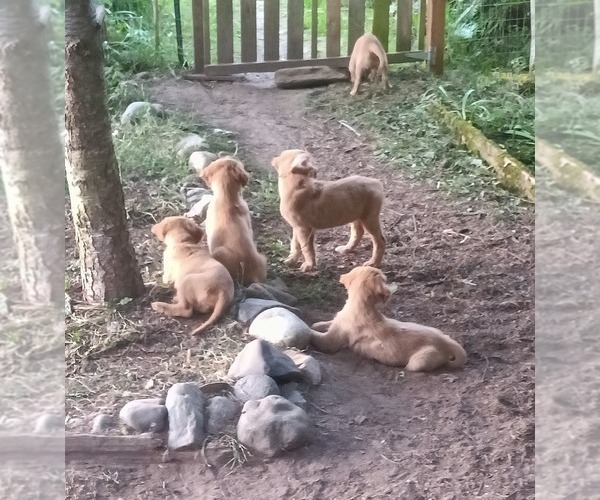Medium Photo #4 Golden Retriever Puppy For Sale in NORDLAND, WA, USA