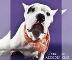 Small #2 American Pit Bull Terrier