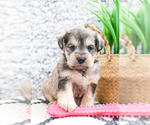 Small Photo #30 Schnauzer (Miniature) Puppy For Sale in SYRACUSE, IN, USA