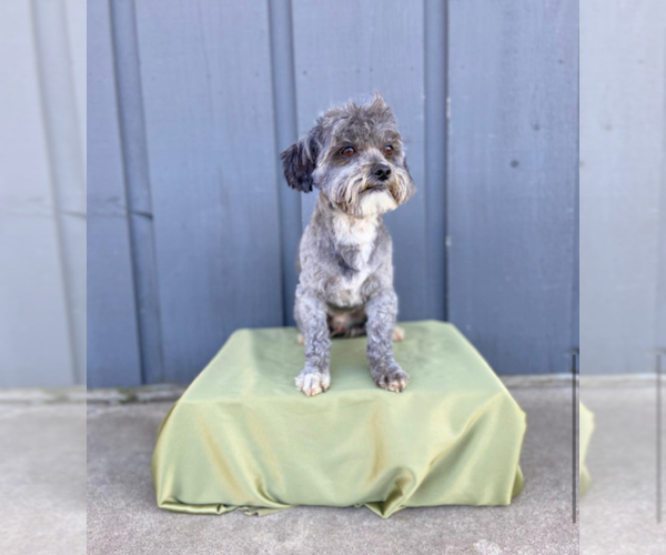 Medium Photo #1 Shih-Poo Puppy For Sale in MOUNDRIDGE, KS, USA