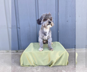 Father of the Shih-Poo puppies born on 02/28/2025