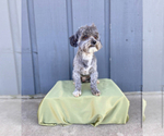 Small Photo #1 Shih-Poo Puppy For Sale in MOUNDRIDGE, KS, USA