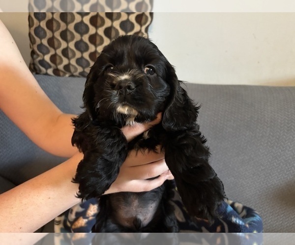 Medium Photo #13 Cocker Spaniel Puppy For Sale in COLBERT, GA, USA