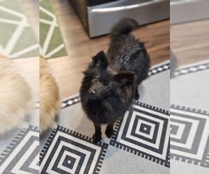 Schip-a-Pom Dogs for adoption in Lebanon, PA, USA