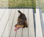Small Photo #1 Chiweenie Puppy For Sale in ROANOKE, VA, USA