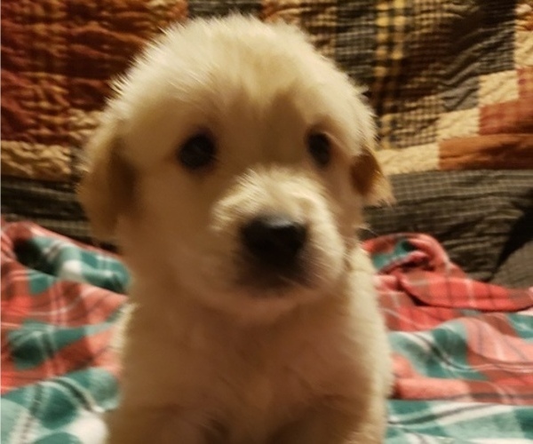 Medium Photo #5 Golden Retriever Puppy For Sale in TWIN FALLS, ID, USA