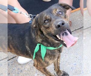 Ronald - Male Mutt Dog for Adoption - Photo #5