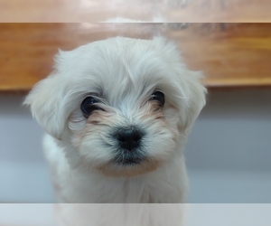 Maltipoo Puppy for sale in BARREN SPRINGS, VA, USA