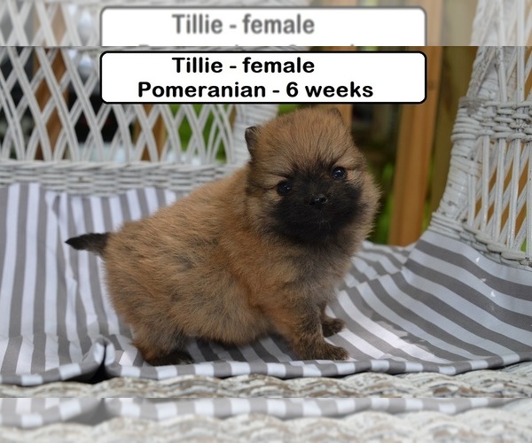 Medium Photo #1 Pomeranian Puppy For Sale in CLARKRANGE, TN, USA