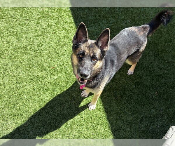 Medium Photo #1 German Shepherd Dog-Unknown Mix Puppy For Sale in Moreno Valley, CA, USA