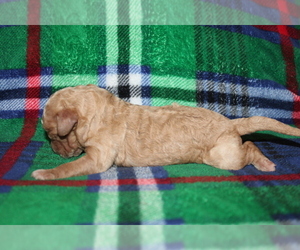 Goldendoodle (Miniature) Puppy for sale in BLMGTN, IN, USA