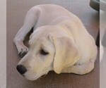 Small Photo #24 Labrador Retriever Puppy For Sale in PLANO, TX, USA