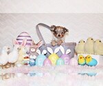 Small Photo #15 Chihuahua Puppy For Sale in CHARLESTON, AR, USA