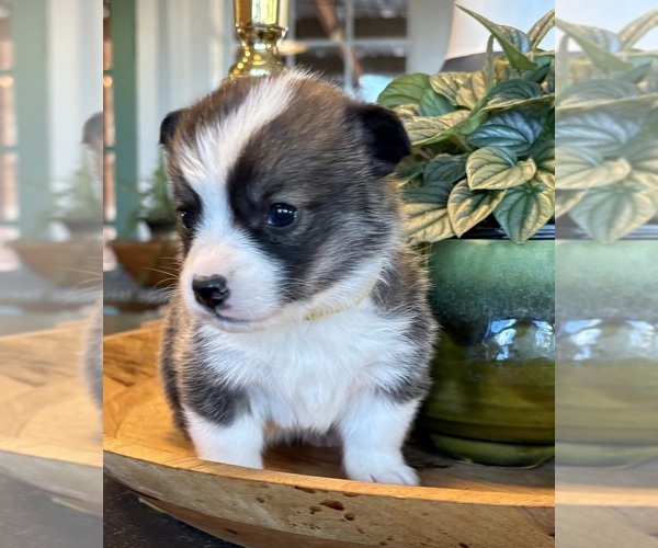 Medium Photo #5 Pembroke Welsh Corgi Puppy For Sale in WEATHERFORD, TX, USA
