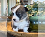 Small Photo #5 Pembroke Welsh Corgi Puppy For Sale in WEATHERFORD, TX, USA
