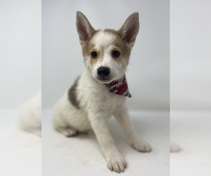 Imo-Inu Puppy for sale in MONCLOVA, OH, USA