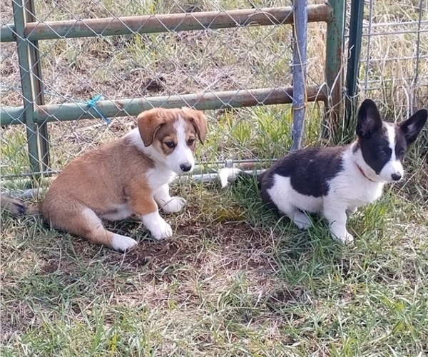 Medium Photo #36 Border Collie-Pembroke Welsh Corgi Mix Puppy For Sale in CHILOQUIN, OR, USA