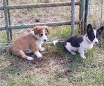 Small Photo #36 Border Collie-Pembroke Welsh Corgi Mix Puppy For Sale in CHILOQUIN, OR, USA