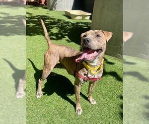 Medium American Pit Bull Terrier Mix