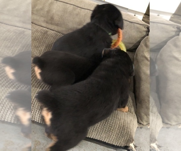 Medium Photo #28 Rottweiler Puppy For Sale in BRIGHTON, CO, USA