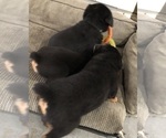 Small #27 Rottweiler