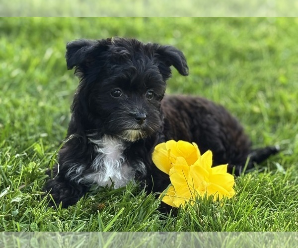 Medium Photo #5 Morkie Puppy For Sale in ROCK STREAM, NY, USA