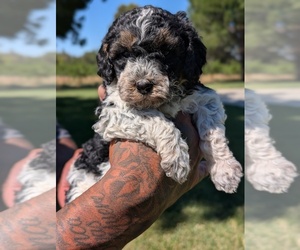 Medium Bernedoodle-Cavapoo (Miniature) Mix