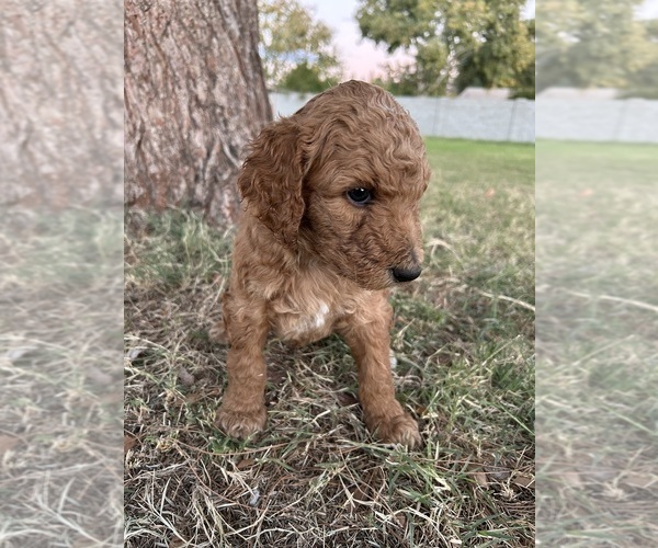 Medium Photo #2 Poodle (Standard) Puppy For Sale in QUEEN CREEK, AZ, USA