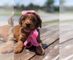 Small Photo #17 Goldendoodle Puppy For Sale in KISSIMMEE, FL, USA