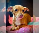 Small #2 Chihuahua Mix